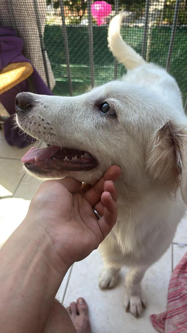 Yoghy Splendido Cucciolotto Simil Maremmano Cerca Famiglia Foto 3